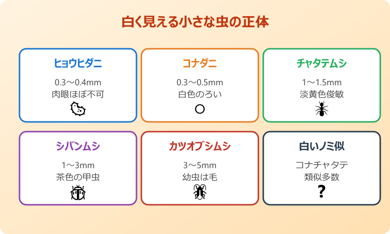 ダニ 見える 白い 正体5パターン