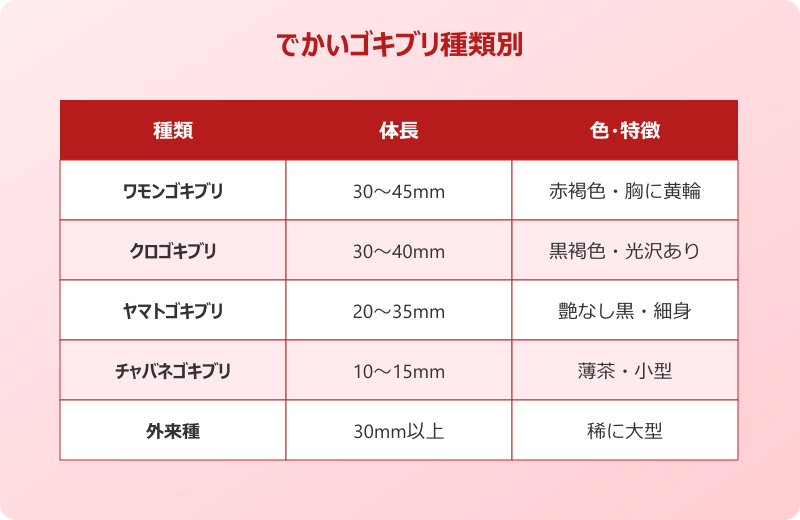 でかい ゴキブリ 種類 正体