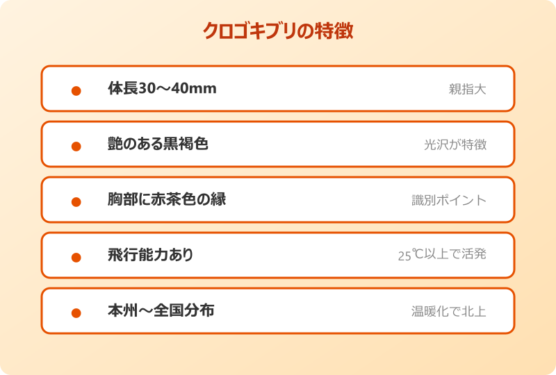 クロゴキブリ 生態 でかい