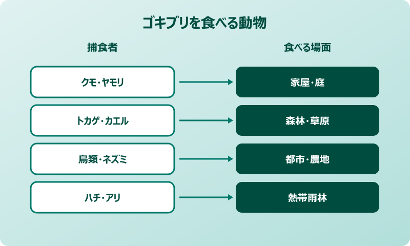 ゴキブリ いなくなったら困ること 食物連鎖の天敵