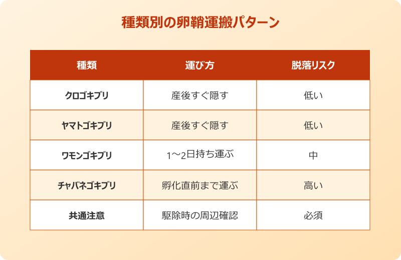チャバネゴキブリ メス 卵鞘 注意