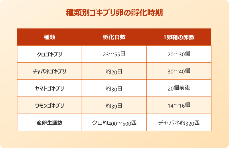 ゴキブリ 卵 孵化時期 クロゴキブリ