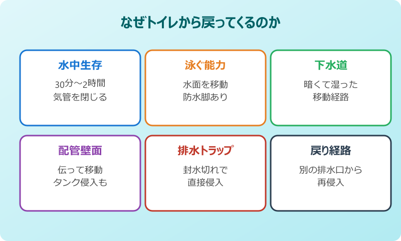 ゴキブリ トイレに流す 戻ってくる理由
