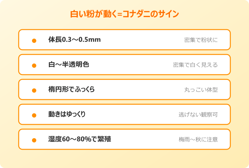 コナダニ ダニ 見える 白い 特徴