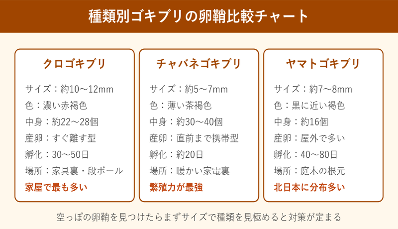 ゴキブリ 卵 空っぽ 種類別卵鞘比較チャート