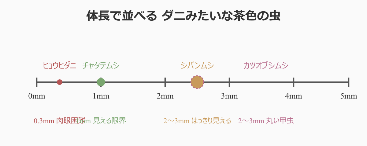 ダニみたいな茶色の虫 体長比較スケール