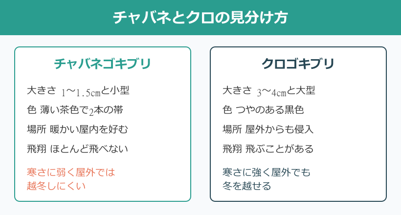 チャバネゴキブリ 一匹だけ クロゴキブリとの見分け方