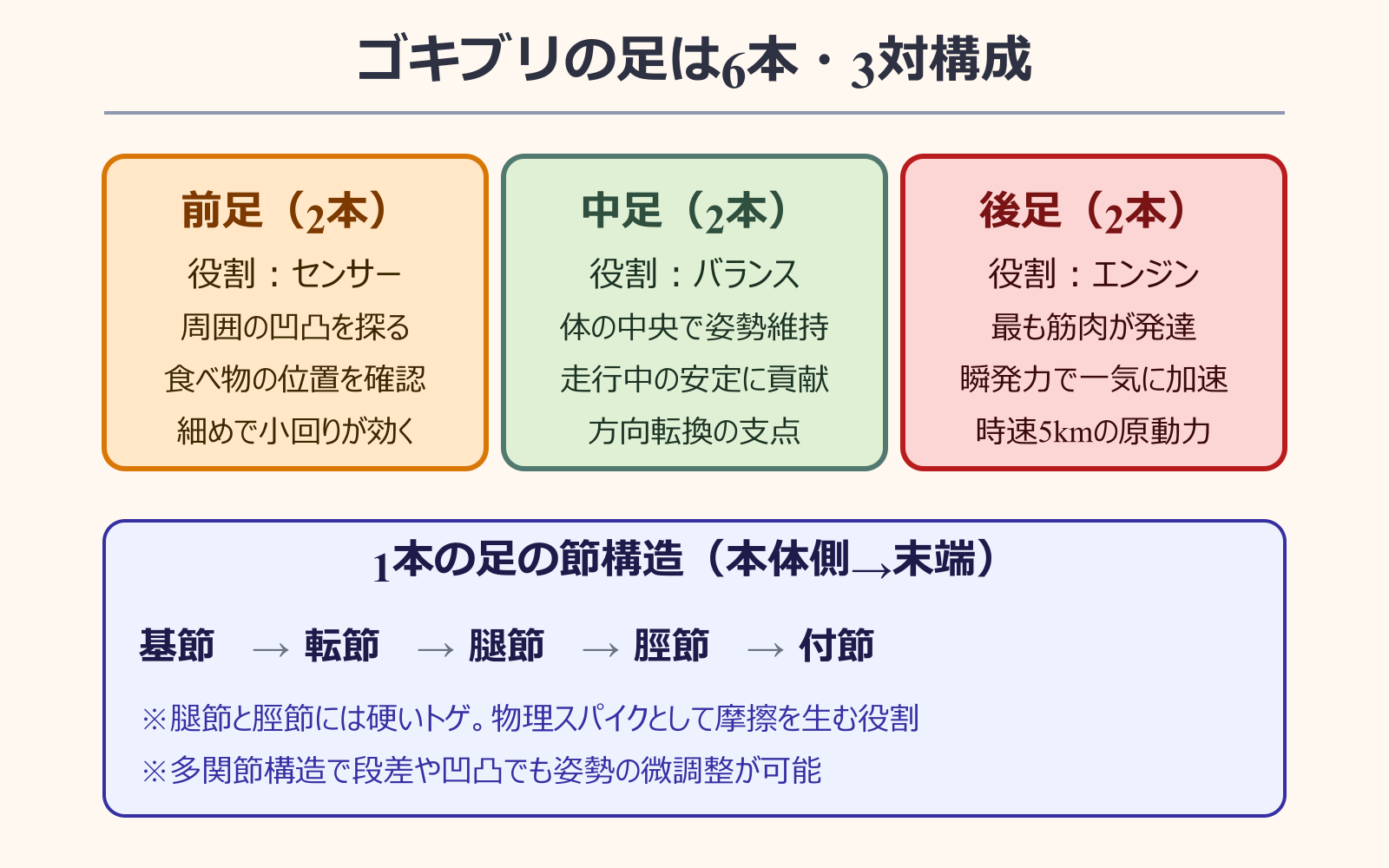 ゴキブリ 足何本 6本構造と3対の役割分担