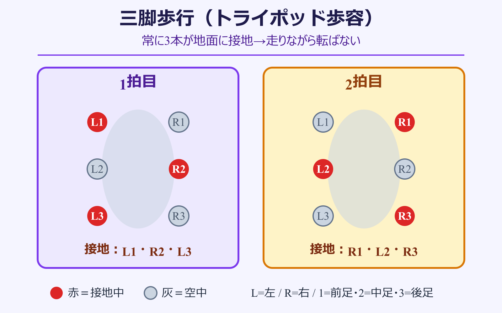 ゴキブリ 足何本 三脚歩行で常に3本接地