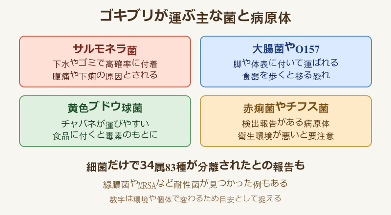 ゴキブリ 菌 どのくらい 主な菌と病原体