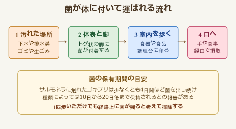 ゴキブリ 菌 どのくらい 運ばれる経路と保有期間