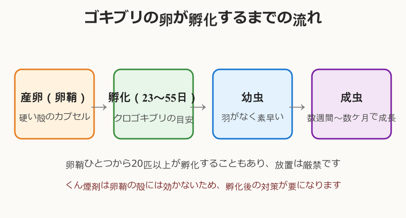 ゴキブリ 卵 孵化 後のライフサイクルの流れ