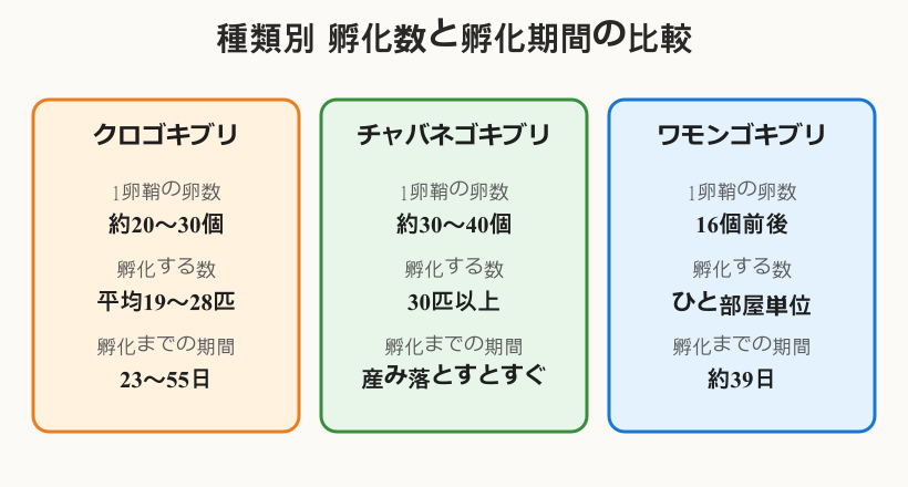 ゴキブリ 卵 孵化 後の種類別比較