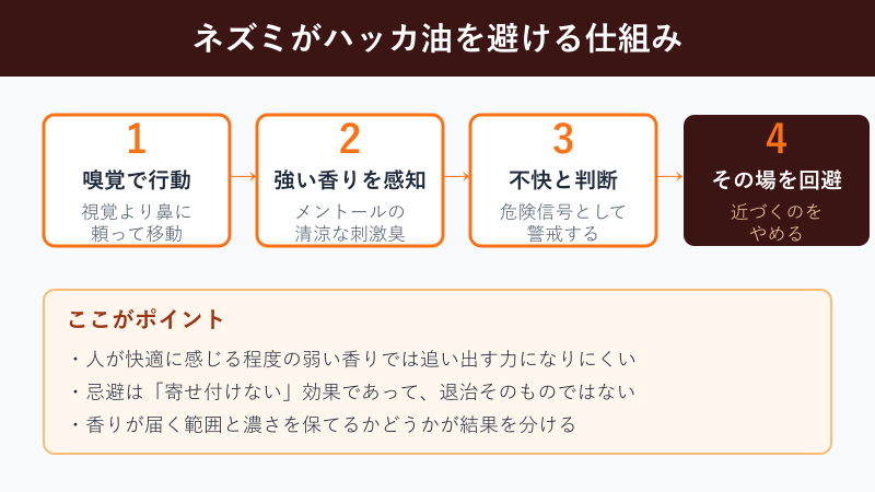 ネズミがハッカ油を避ける流れの図