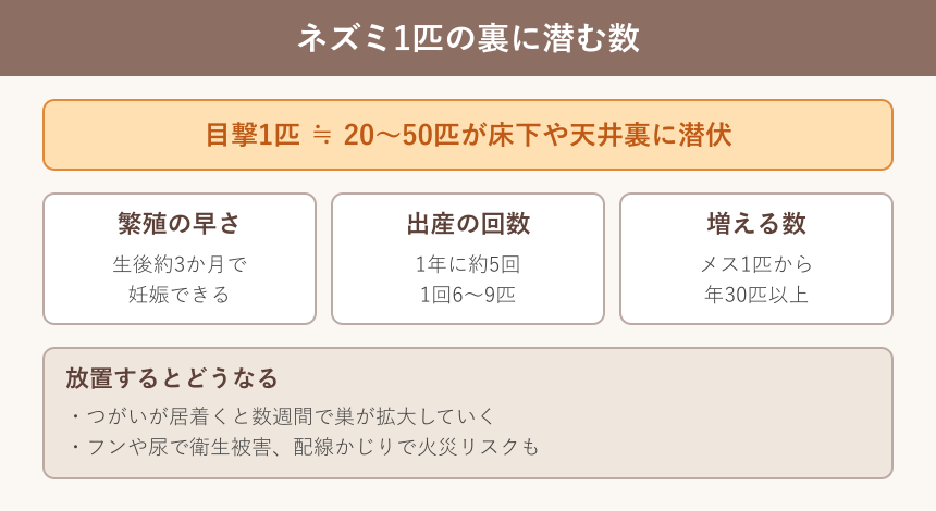 ネズミの繁殖力と1匹あたりの潜伏数の目安