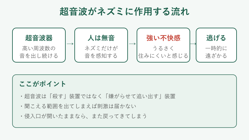 超音波がネズミに作用する流れの図解