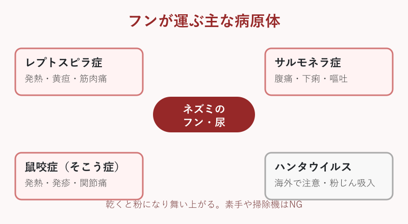 フンが媒介する病原体の図