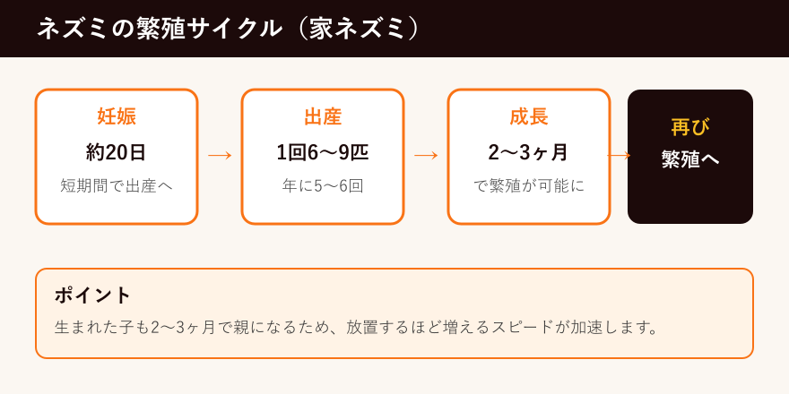 ネズミの繁殖サイクルを示した図