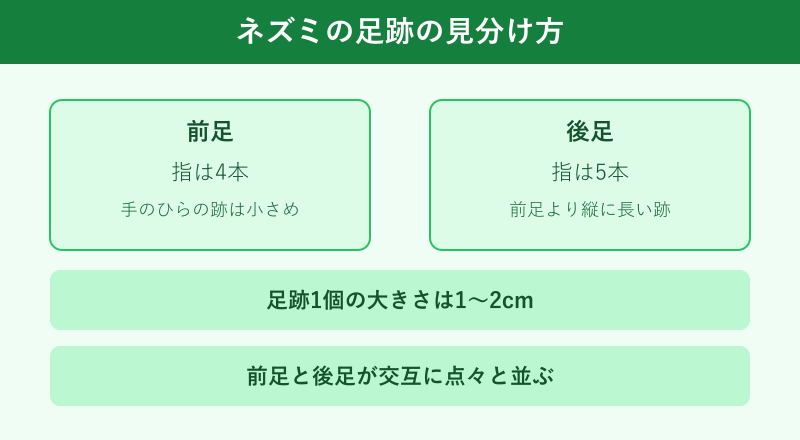 ネズミの足跡の指の数とサイズの図解