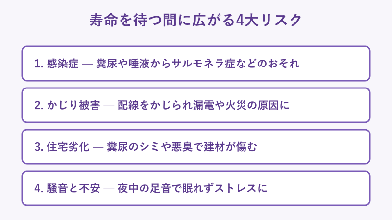 ネズミ放置で広がる4大リスクのチェックリスト