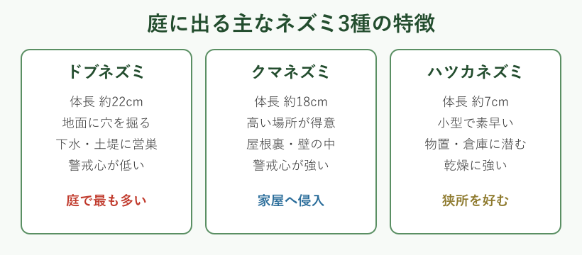 庭に出る主なネズミ3種の特徴を比較した分類カード