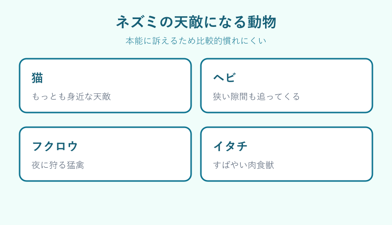 ネズミの天敵になる動物の一覧