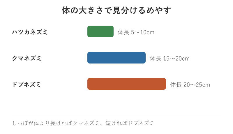 ネズミの体の大きさ比較図