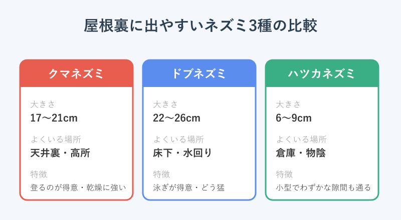 屋根裏に出やすいネズミ3種の大きさと特徴の比較表