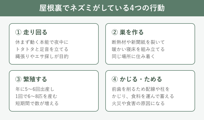 屋根裏でネズミがする4つの行動の図解