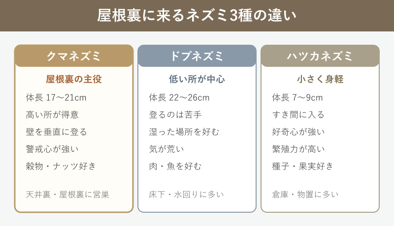 屋根裏に来るネズミ3種類の比較カード