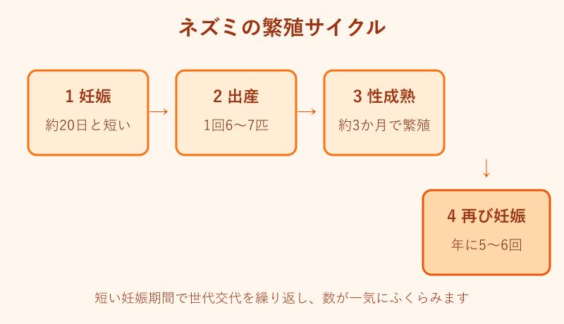 ネズミの繁殖サイクル図解