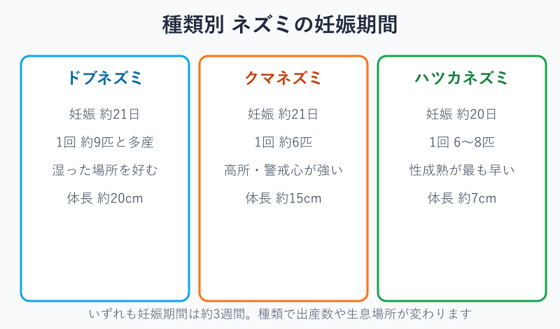 ネズミ3種の妊娠期間比較カード