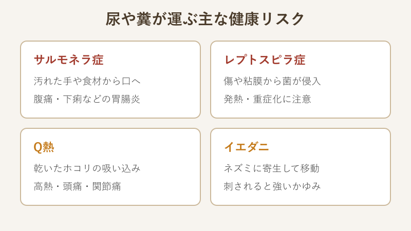ネズミの尿が媒介する感染症の図