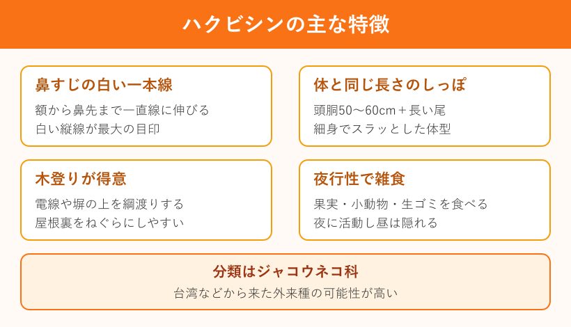 ハクビシンの主な特徴のまとめ図