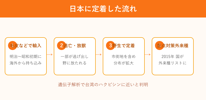 ハクビシンが日本に定着した流れ図