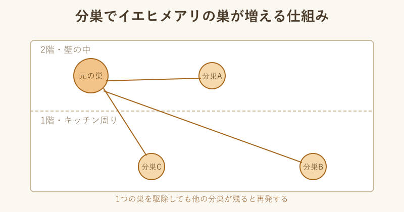 イエヒメアリが分巣で増える仕組み図