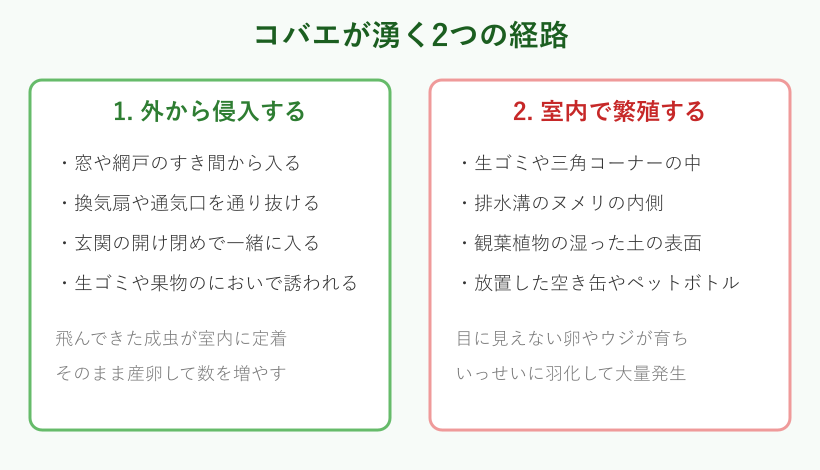 コバエが湧く2つの経路を示した図