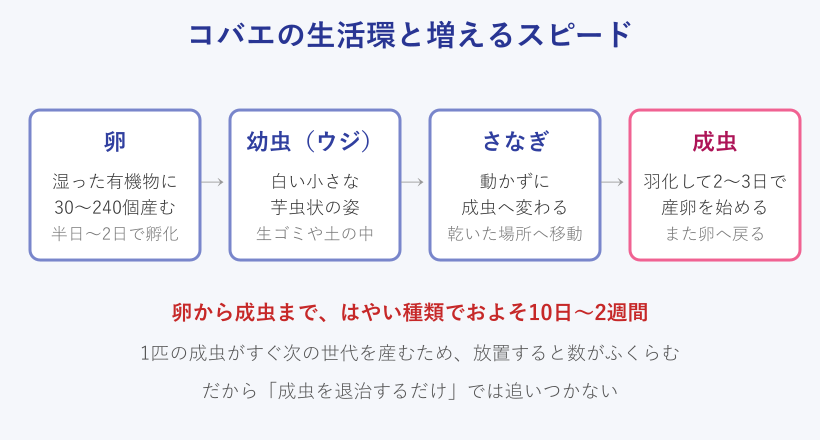コバエの卵から成虫までの生活環の図