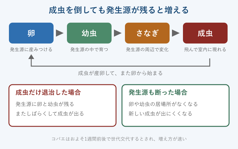 卵から成虫までのコバエの発生サイクル
