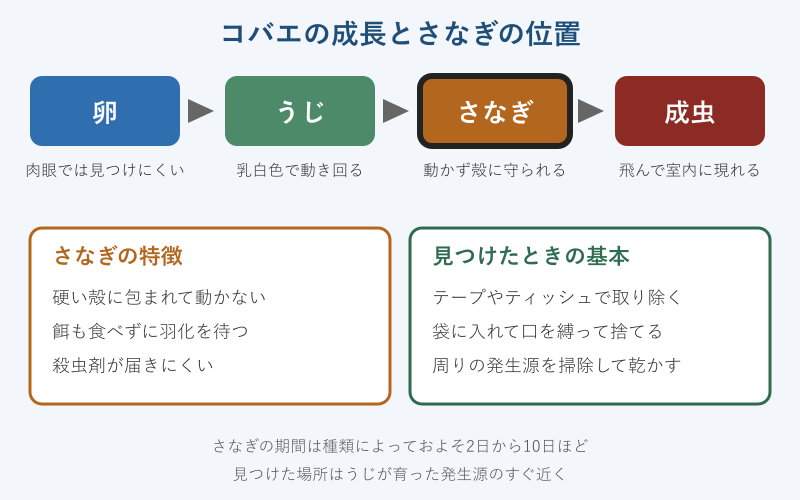 コバエの成長段階とさなぎの位置
