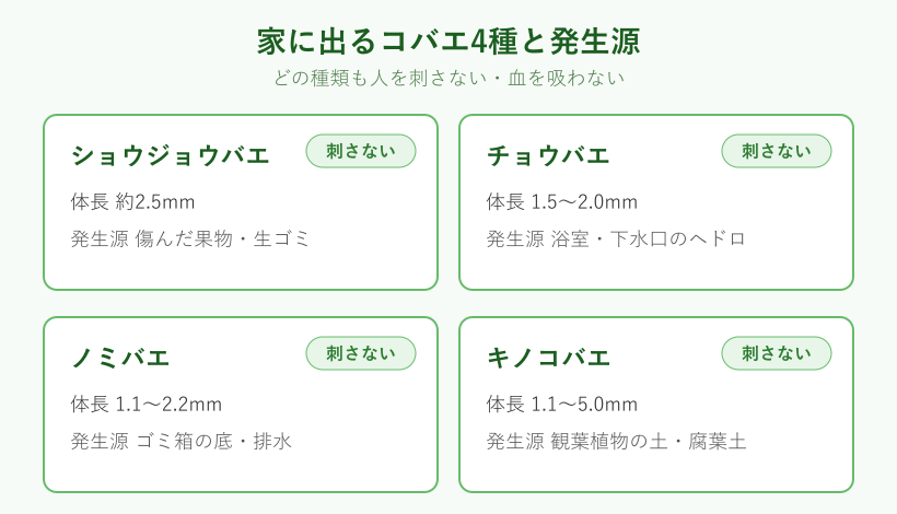 家に出るコバエ4種類の一覧図