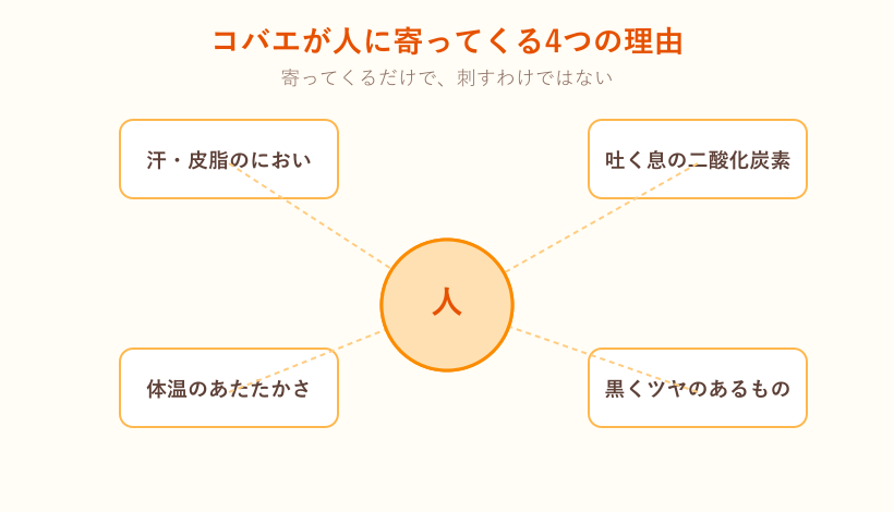虫が人に寄ってくる理由の図