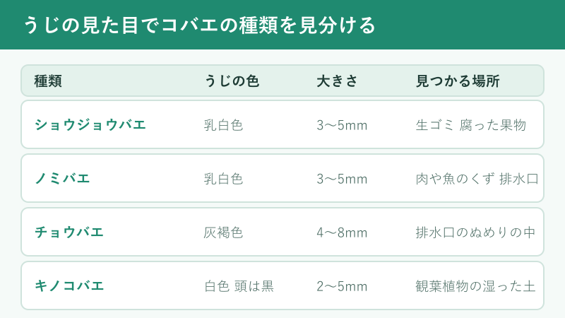 うじの色と大きさで種類を見分ける比較表