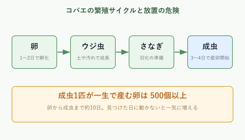 コバエの繁殖サイクルと日数の図