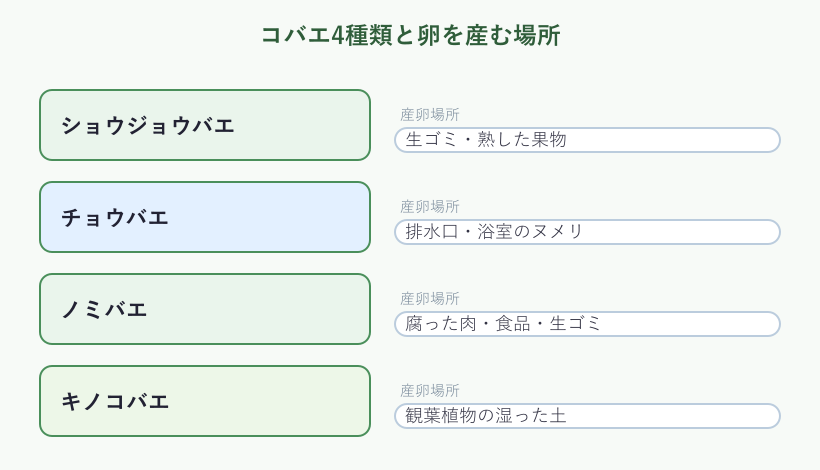 コバエ4種類と産卵場所の一覧